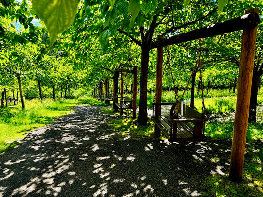 Alnwick Garden Swings