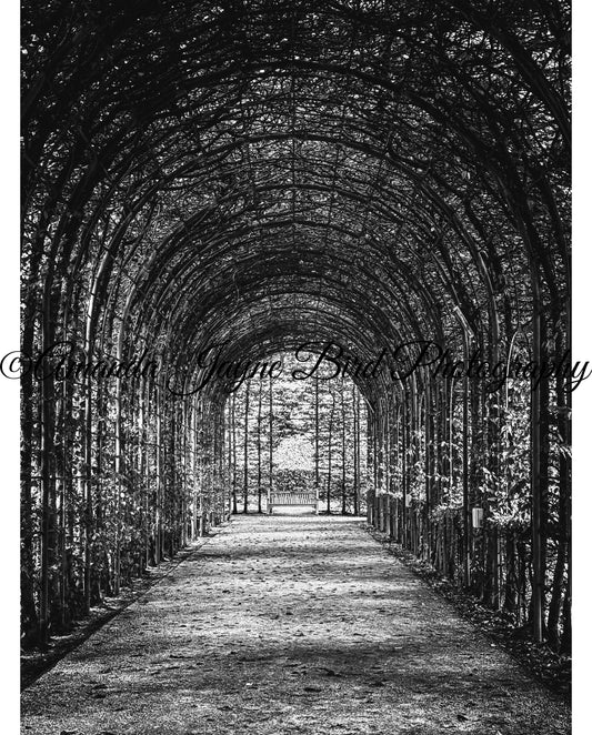 Alnwick Garden - Tree Tunnel (B&W)