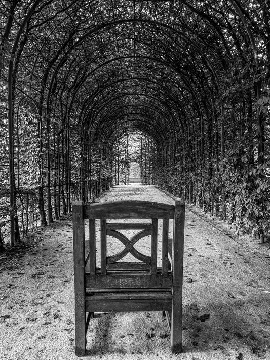 Alnwick Garden - Tree Tunnel (B&W)