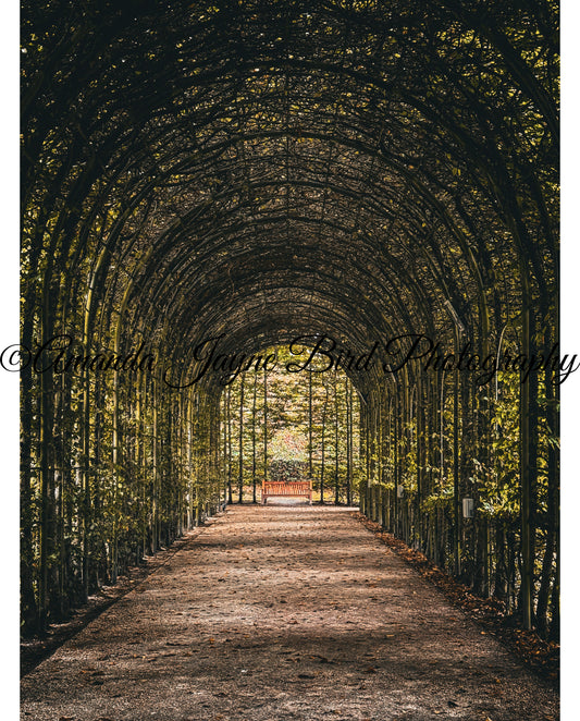 Alnwick Garden - Tree Tunnel