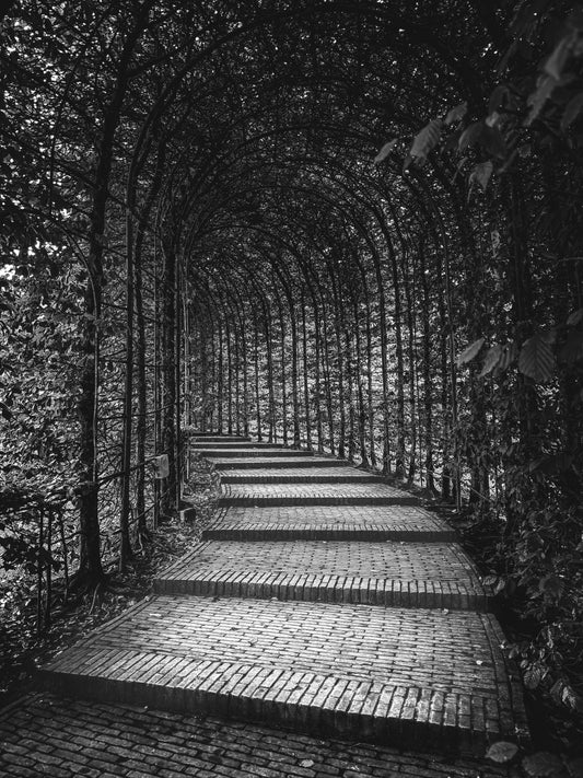 Alnwick Garden - Tree Tunnel (B&W)