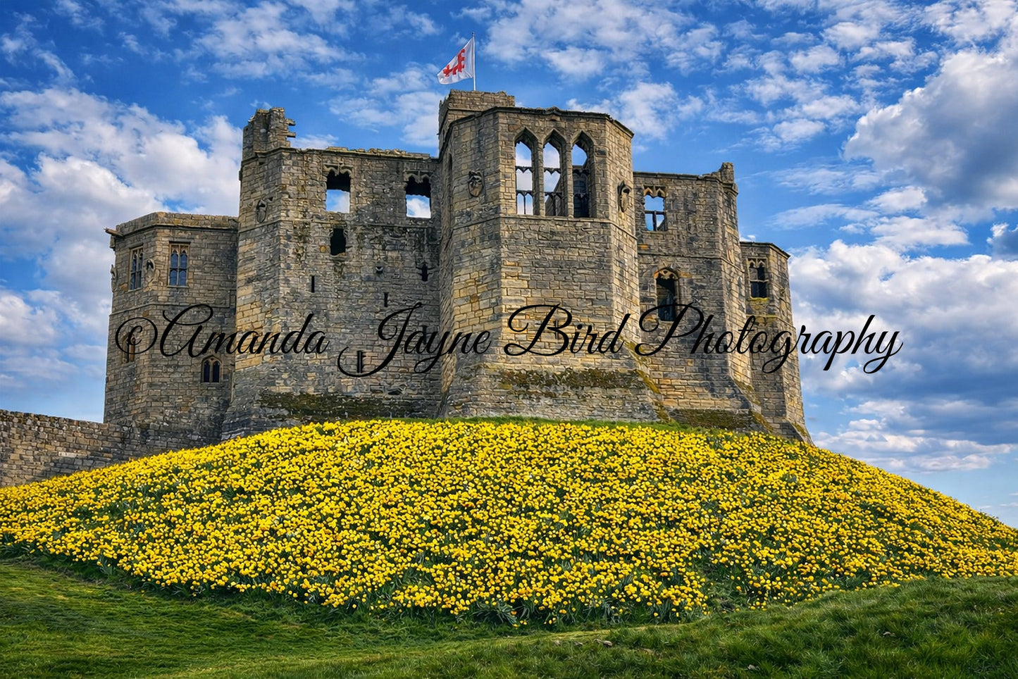 Warkworth Castle Spring Daffodils