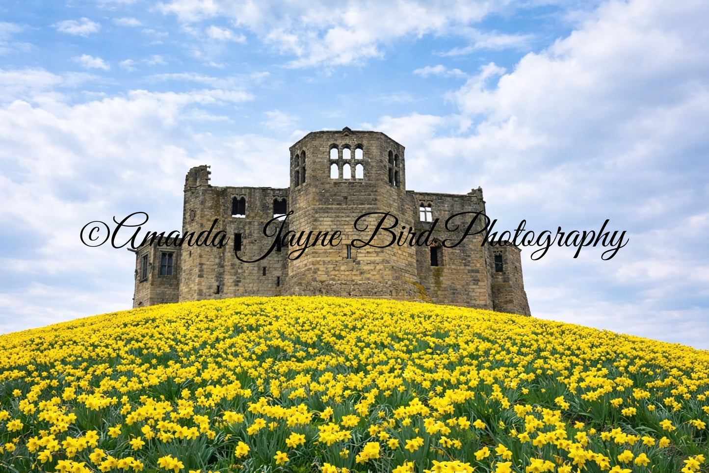 Warkworth Castle Spring Daffodils