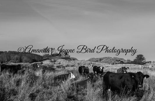 Bamburgh Castle - (B&W)