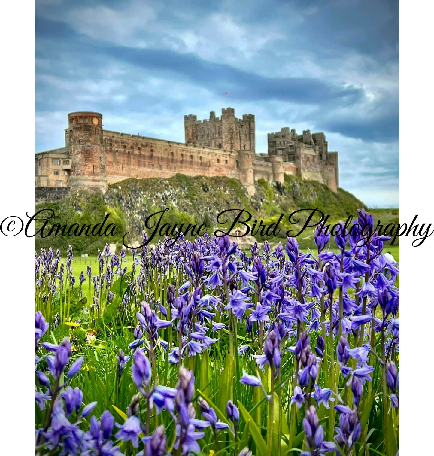 Bamburgh Castle Bluebells