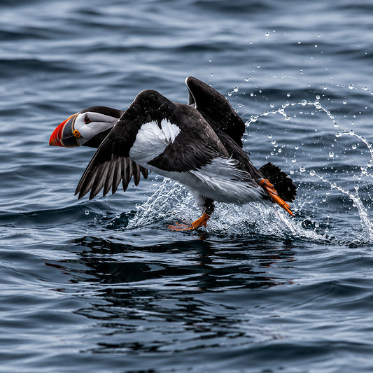 Puffin, Farne Islands