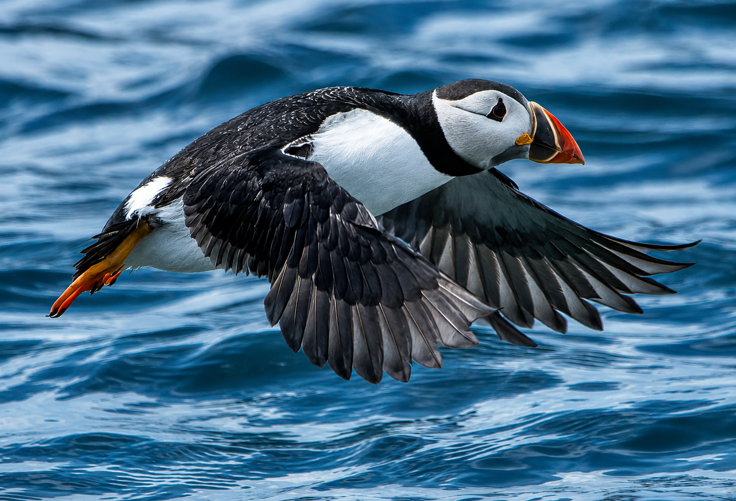Puffin, Farne Islands