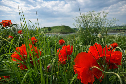 Alnmouth Church Hill View though the Poppies