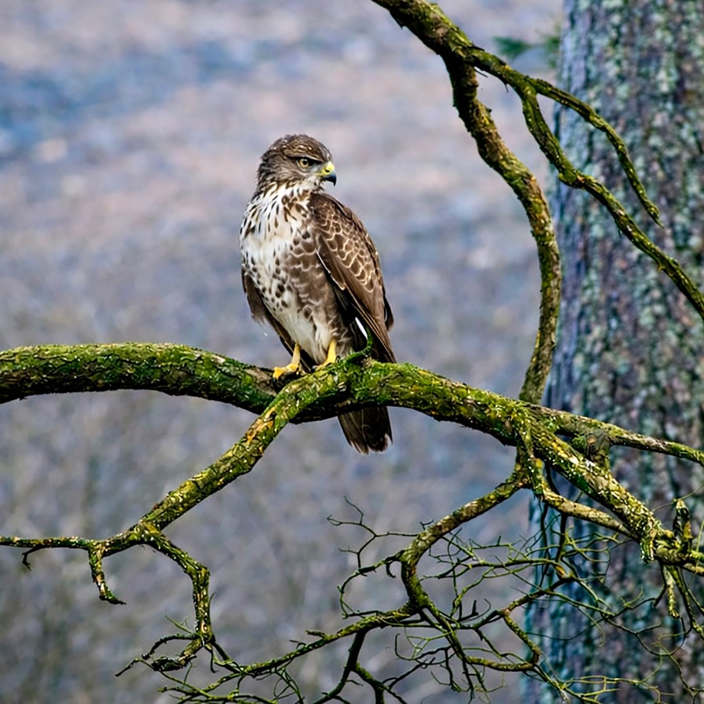 Common Buzzard