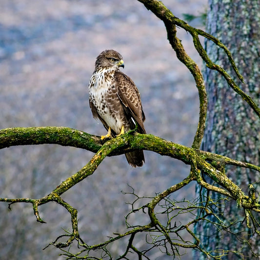 Common Buzzard