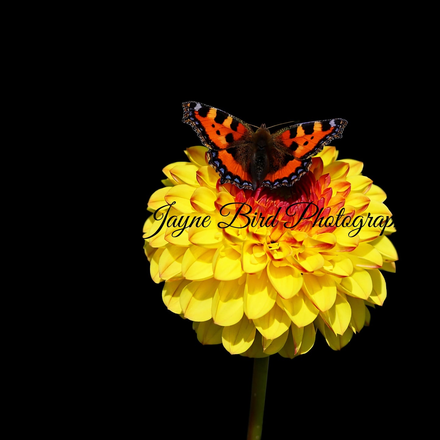 Dahlia & Butterfly (macro)