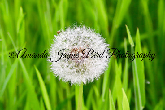Dandelion