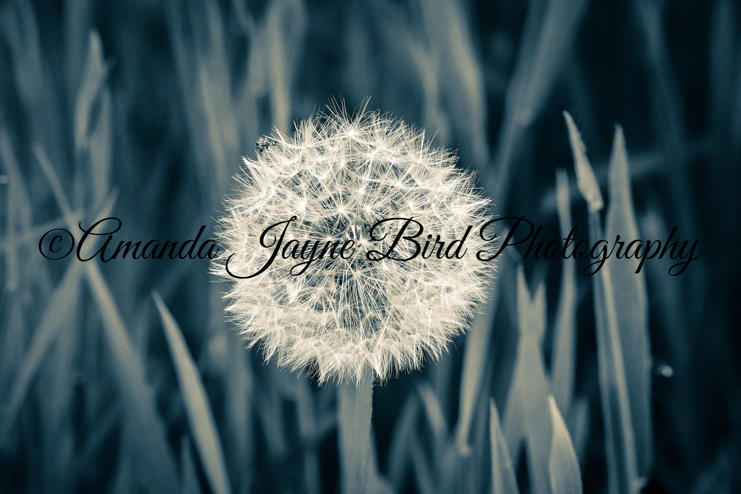 Dandelion (B&W)