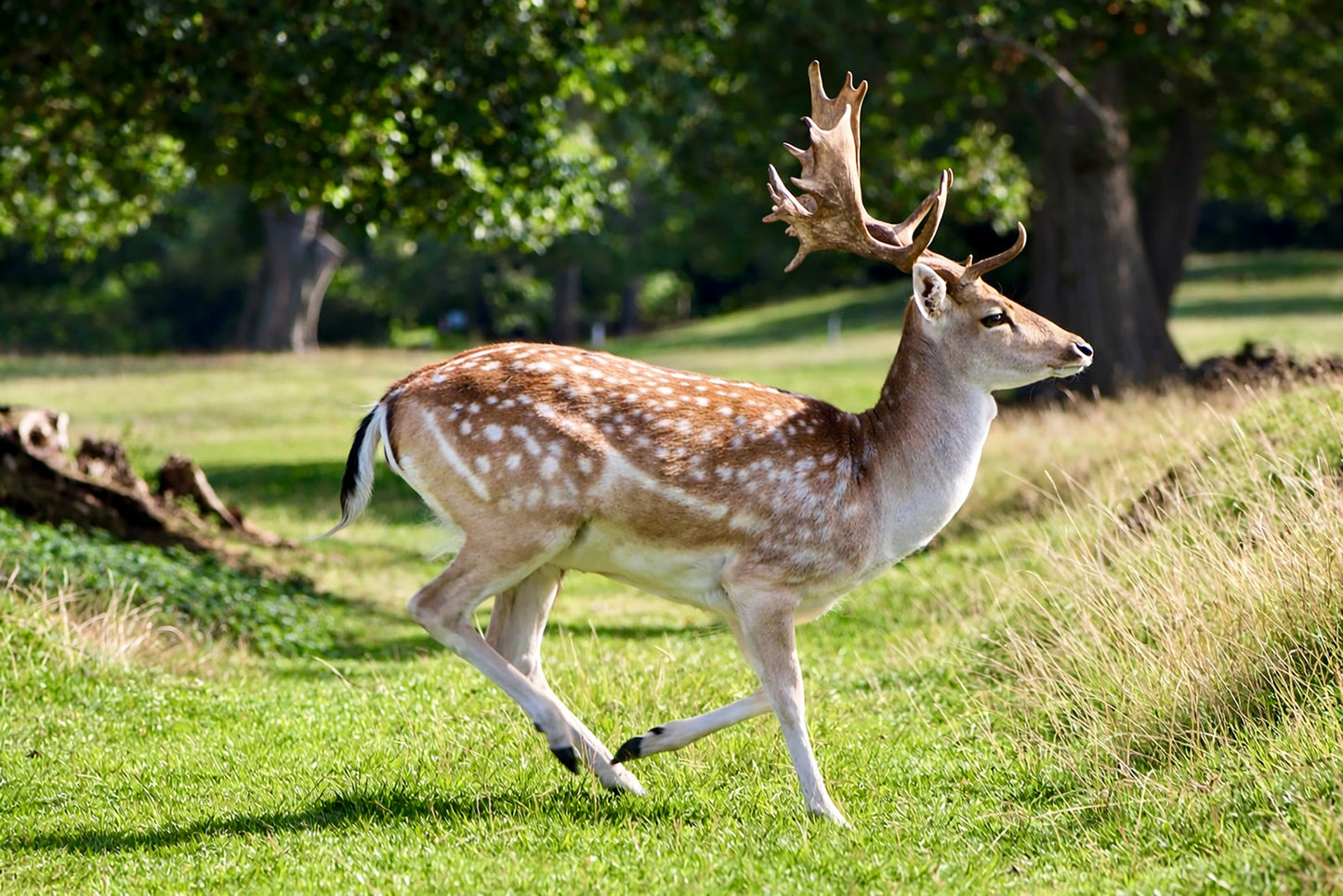 Fallow Deer