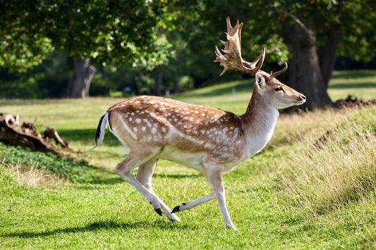 Fallow Deer