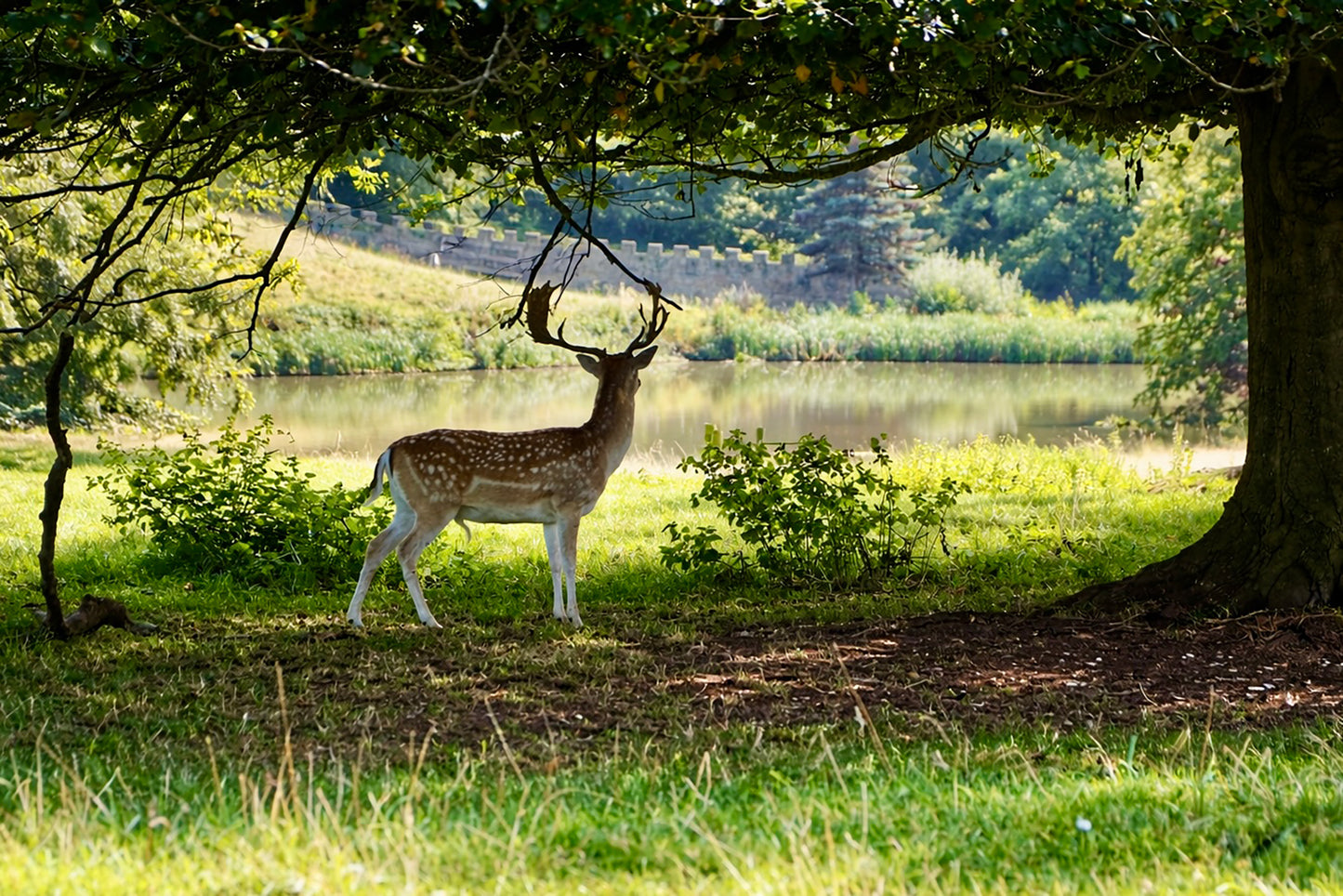 Fallow Deer
