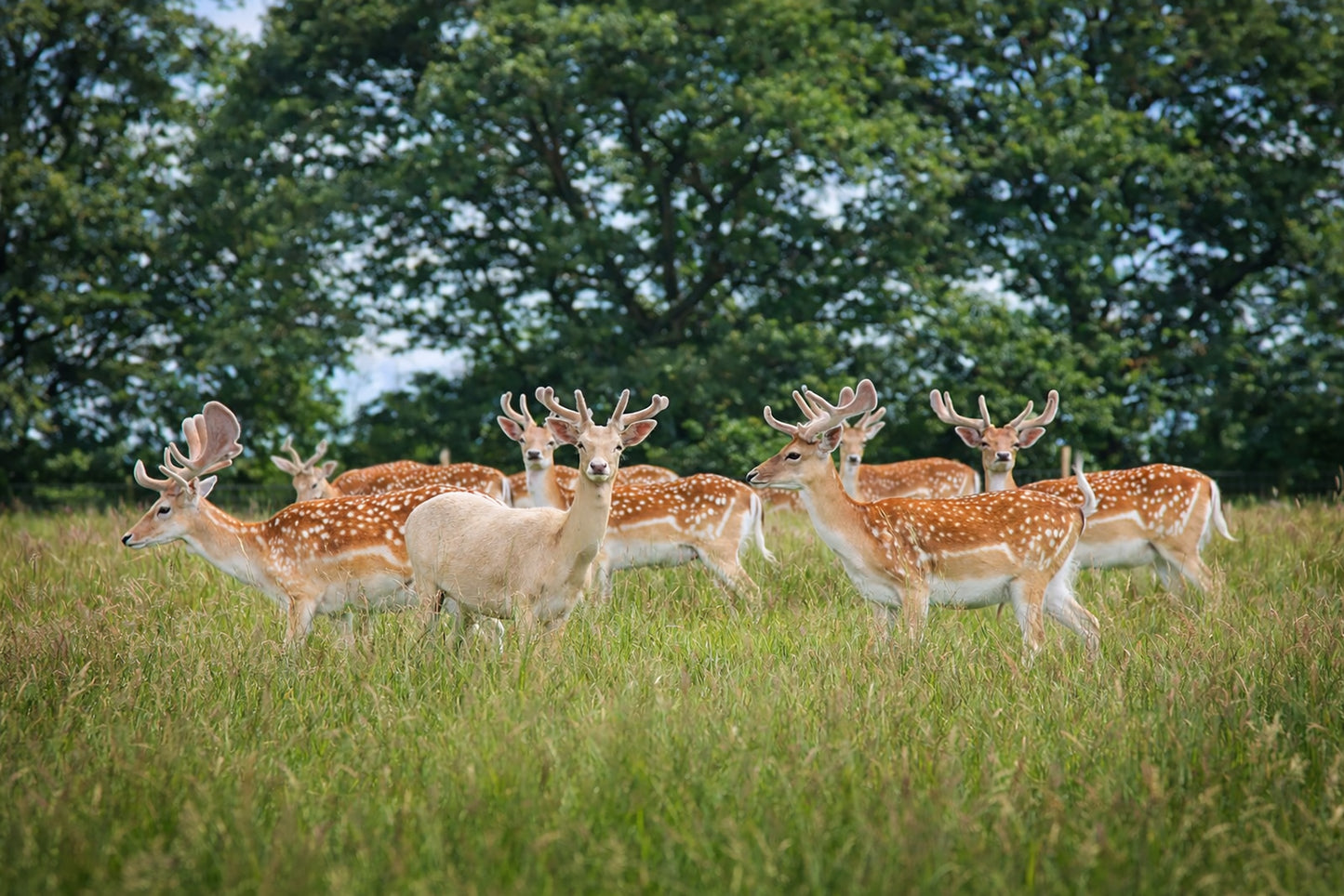 Fallow Deer Herd