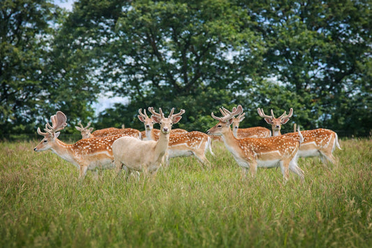 Fallow Deer Herd