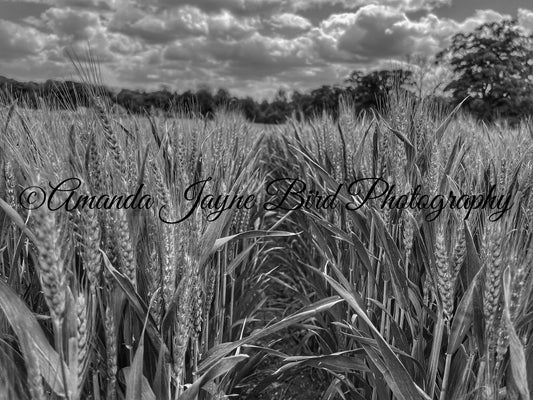 Field of Wheat (B&W)