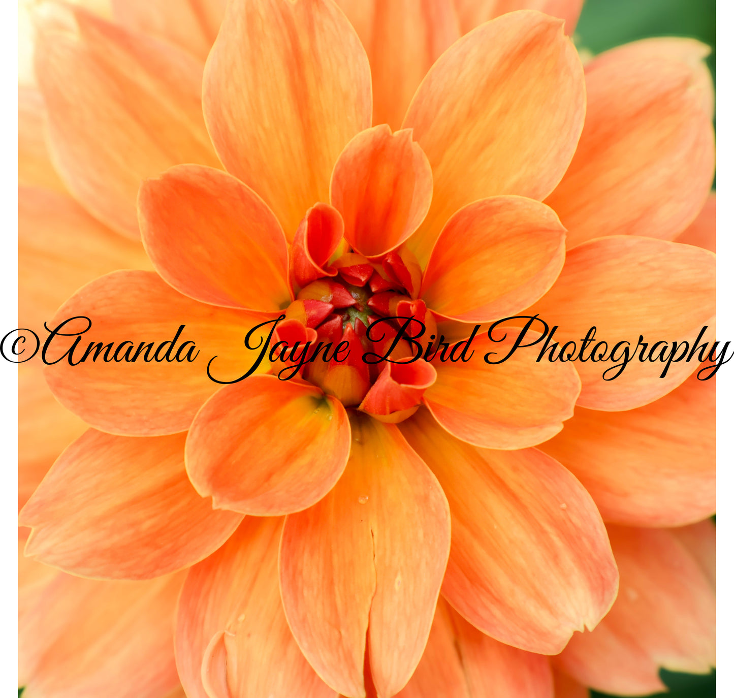 Dahlia Flower