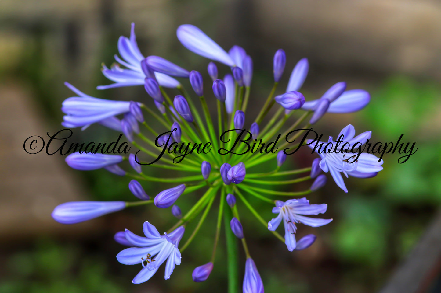 Agapanthus Flower