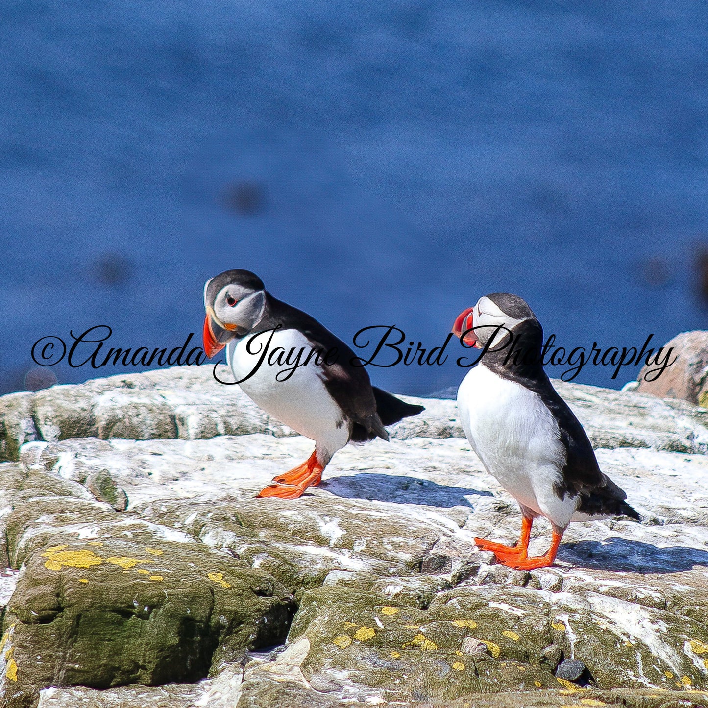 Getting a Beakfull, Puffin, Farne Islands, Northumberland