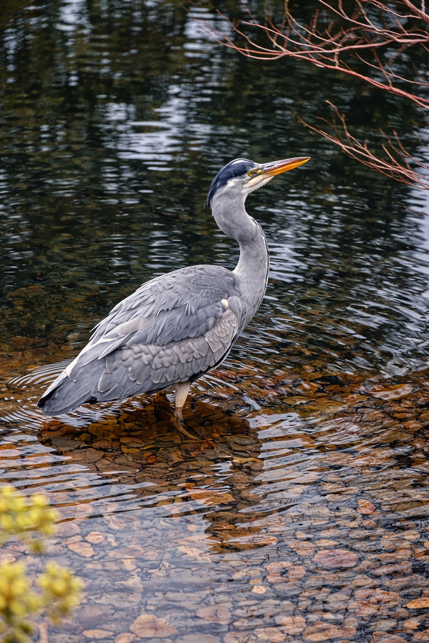 Heron