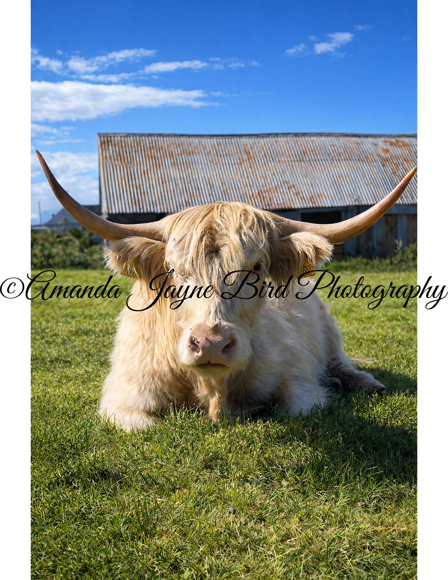Highland Coo