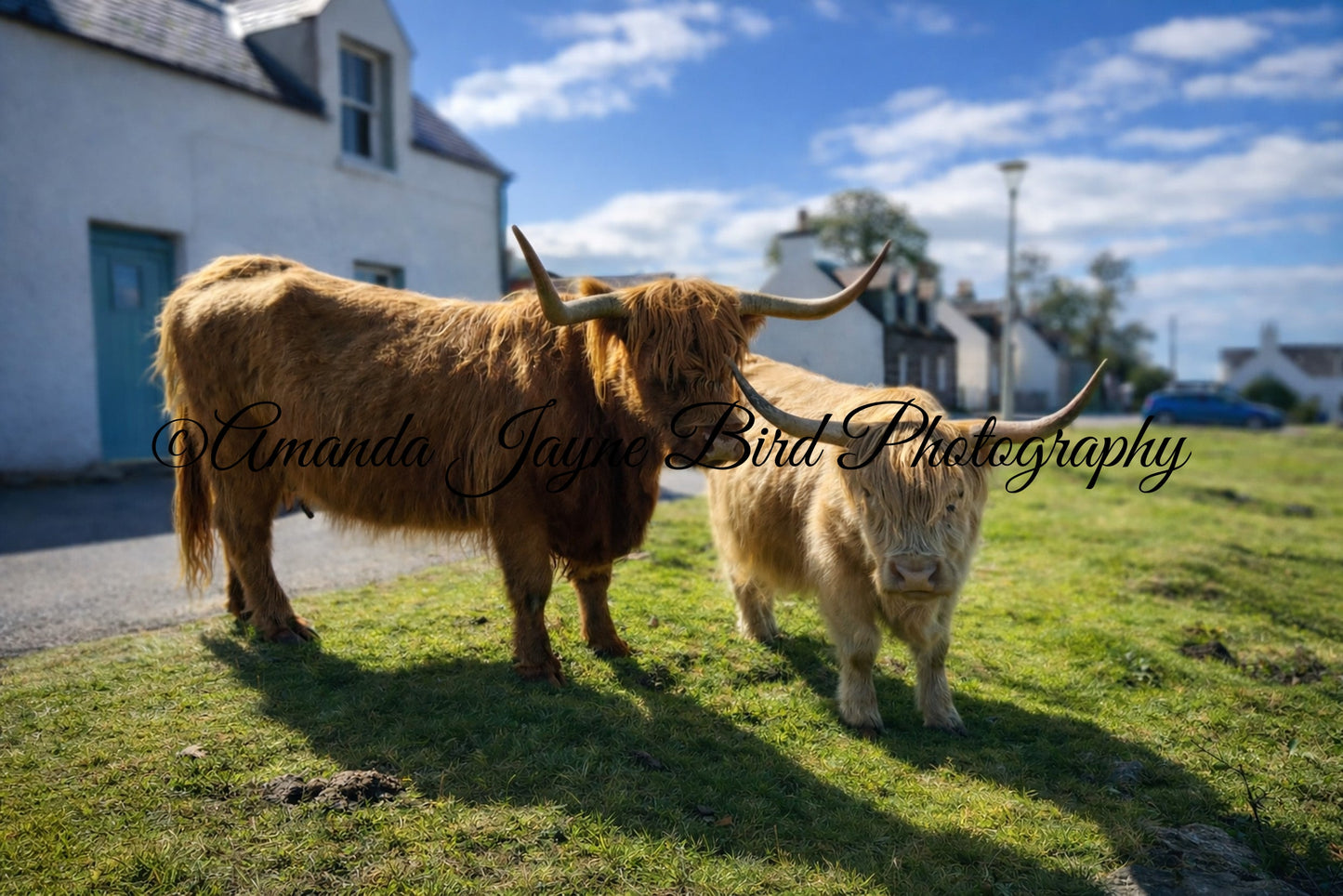 Highland Coo's
