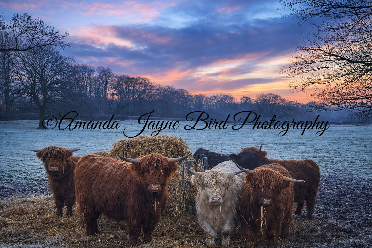 Highland Coo's