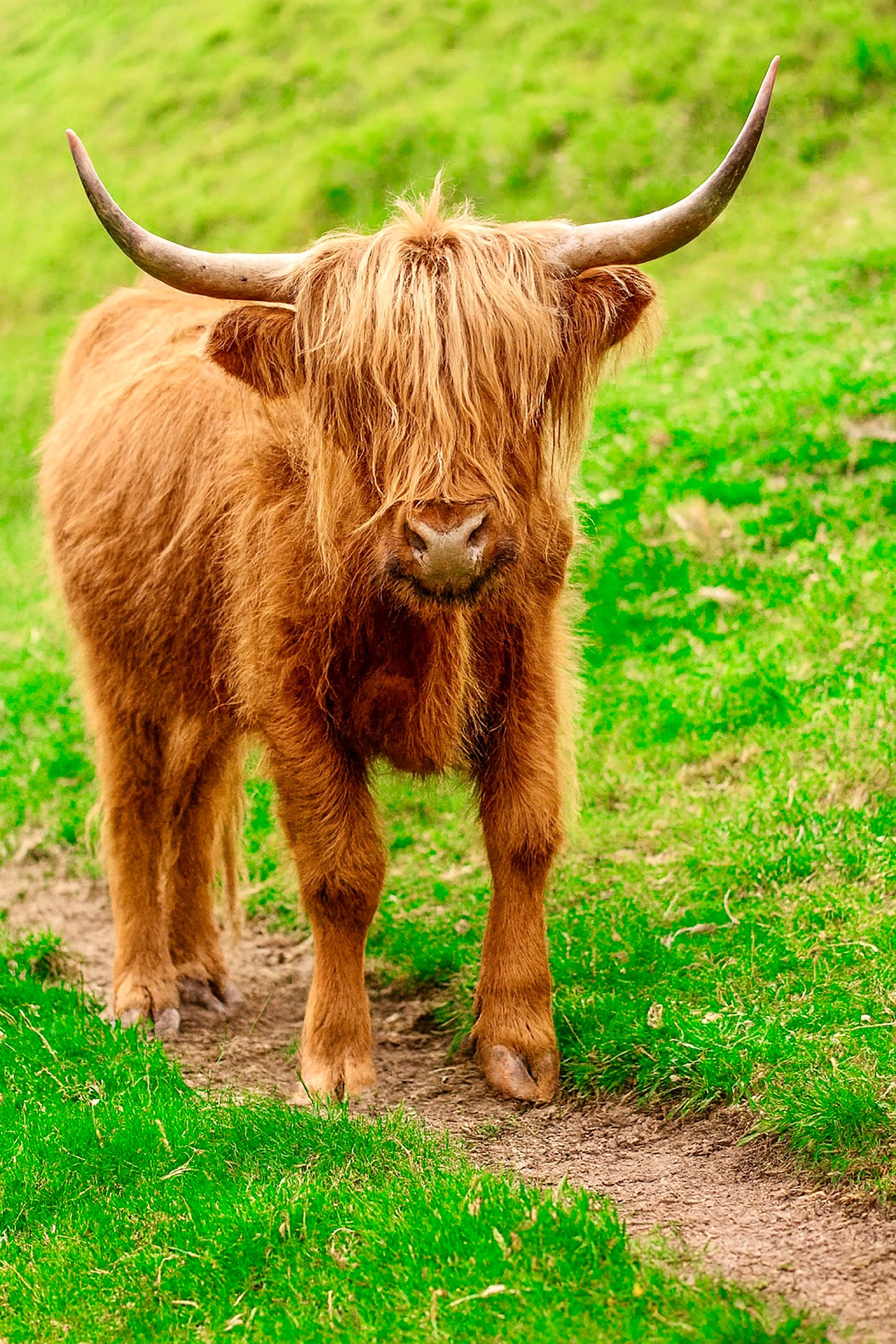 Highland Cow
