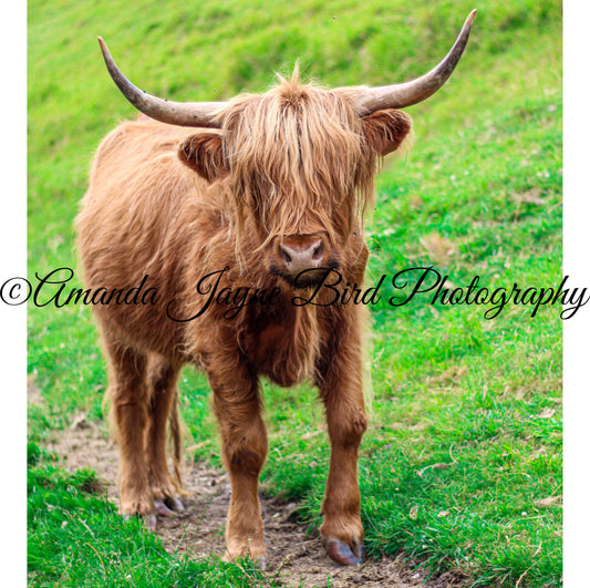 Highland Cow