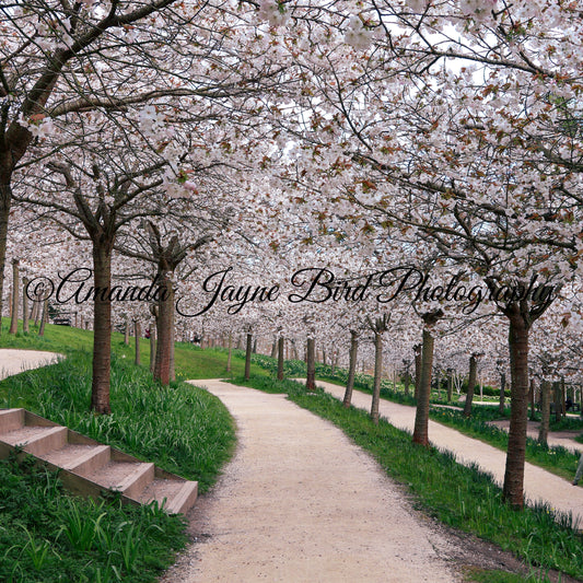 Cherry Blossom, Alnwick Garden