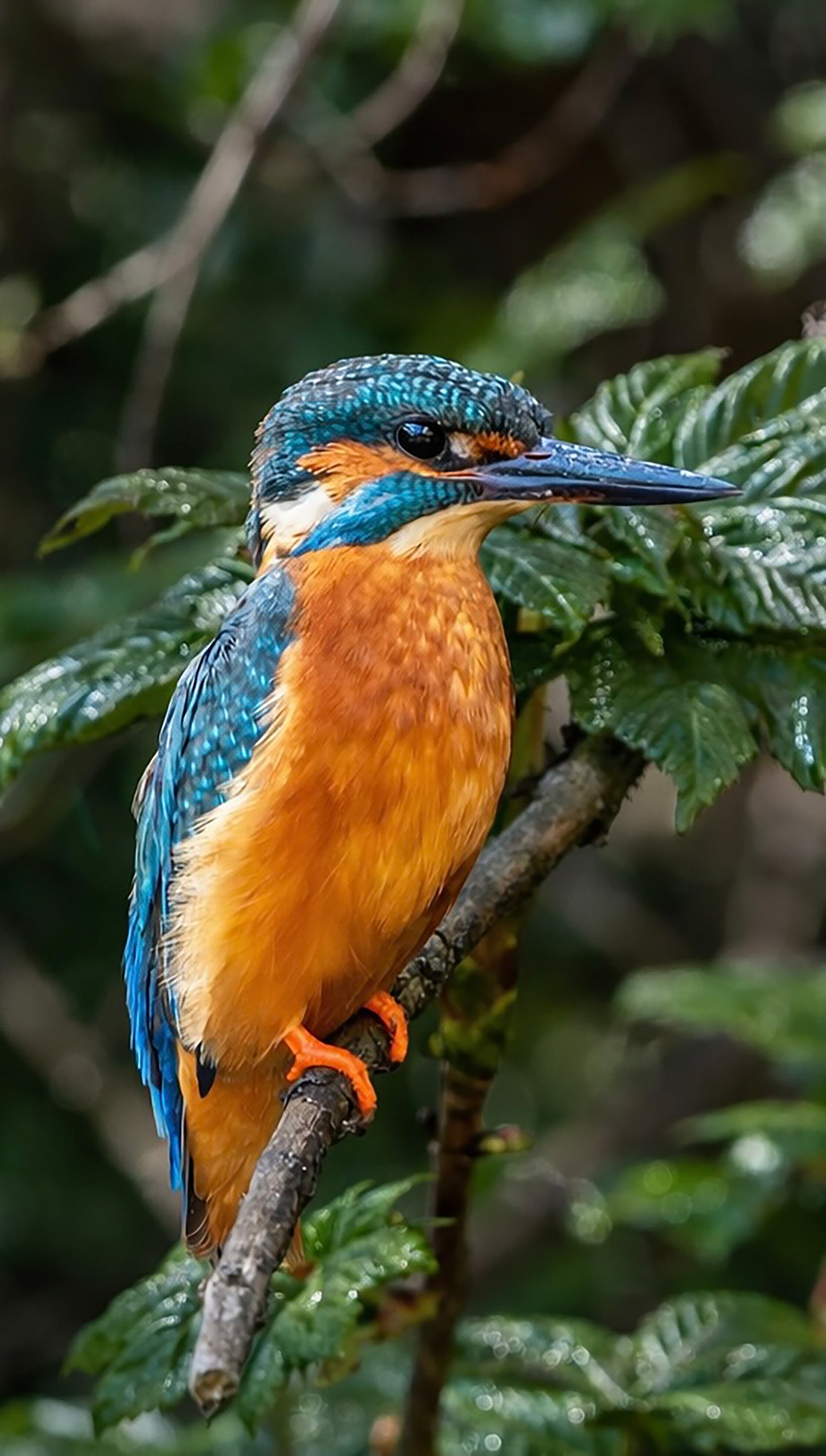 Kingfisher