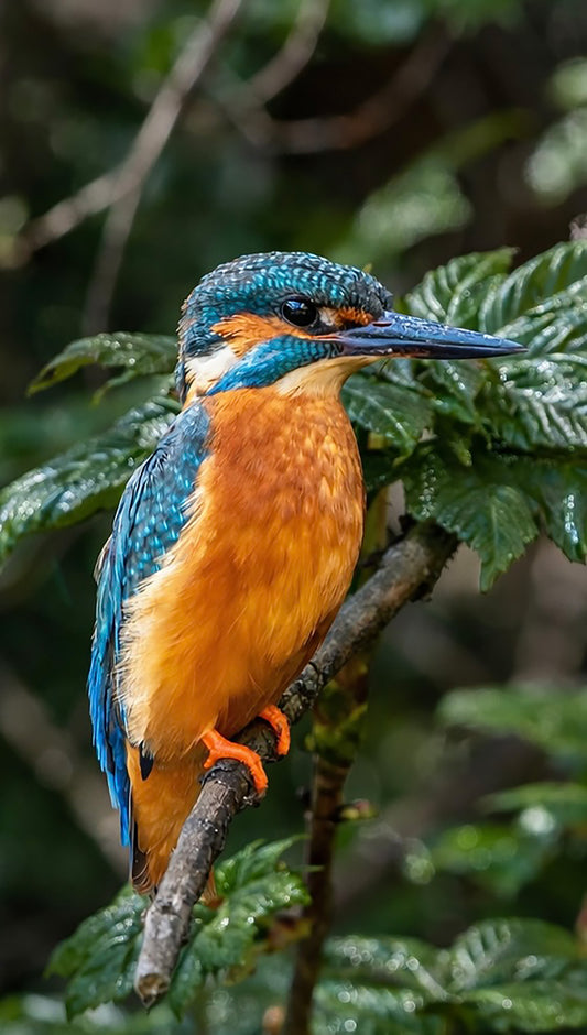 Kingfisher