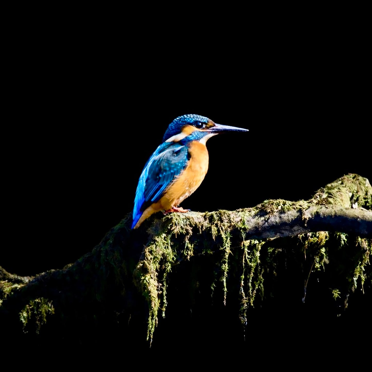 Kingfisher