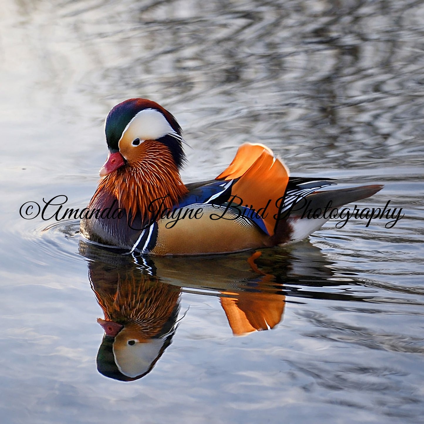Manderin Duck