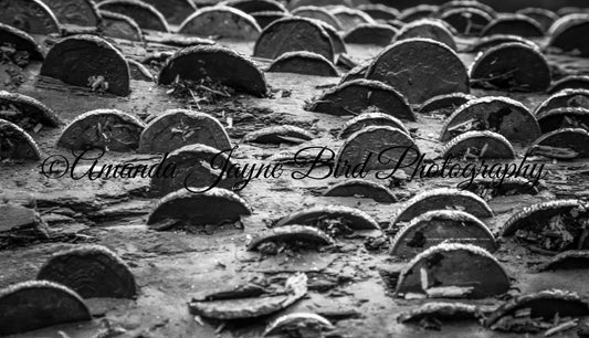Money Tree (B&W)