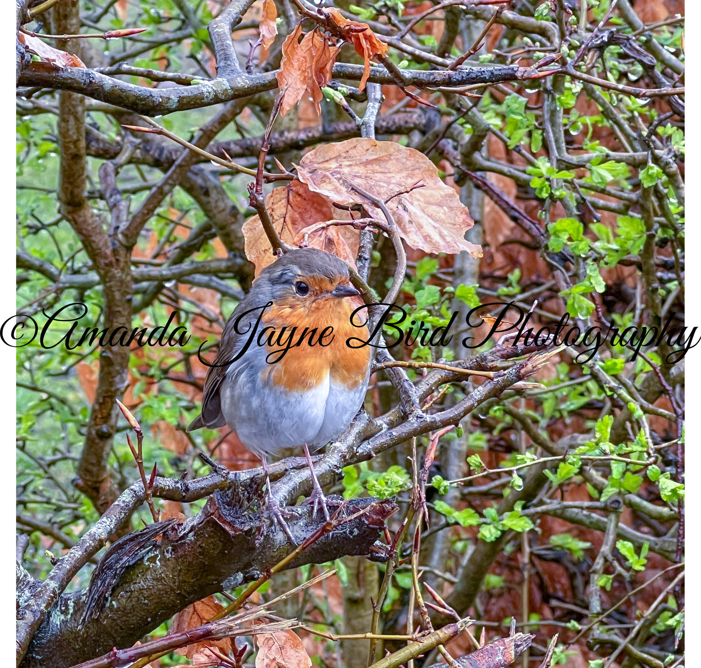 Mrs Robin