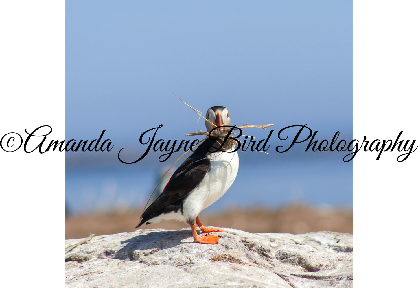 Nest in Show, Puffin, Farne Islands, Northumberland