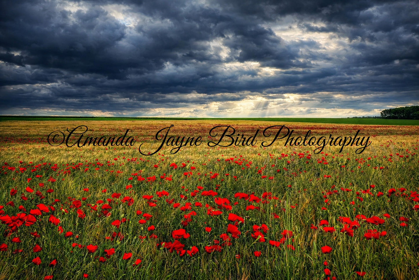 Poppy Field, Calm before the storm