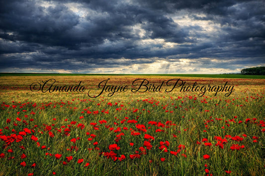 Poppy Field, Calm before the storm