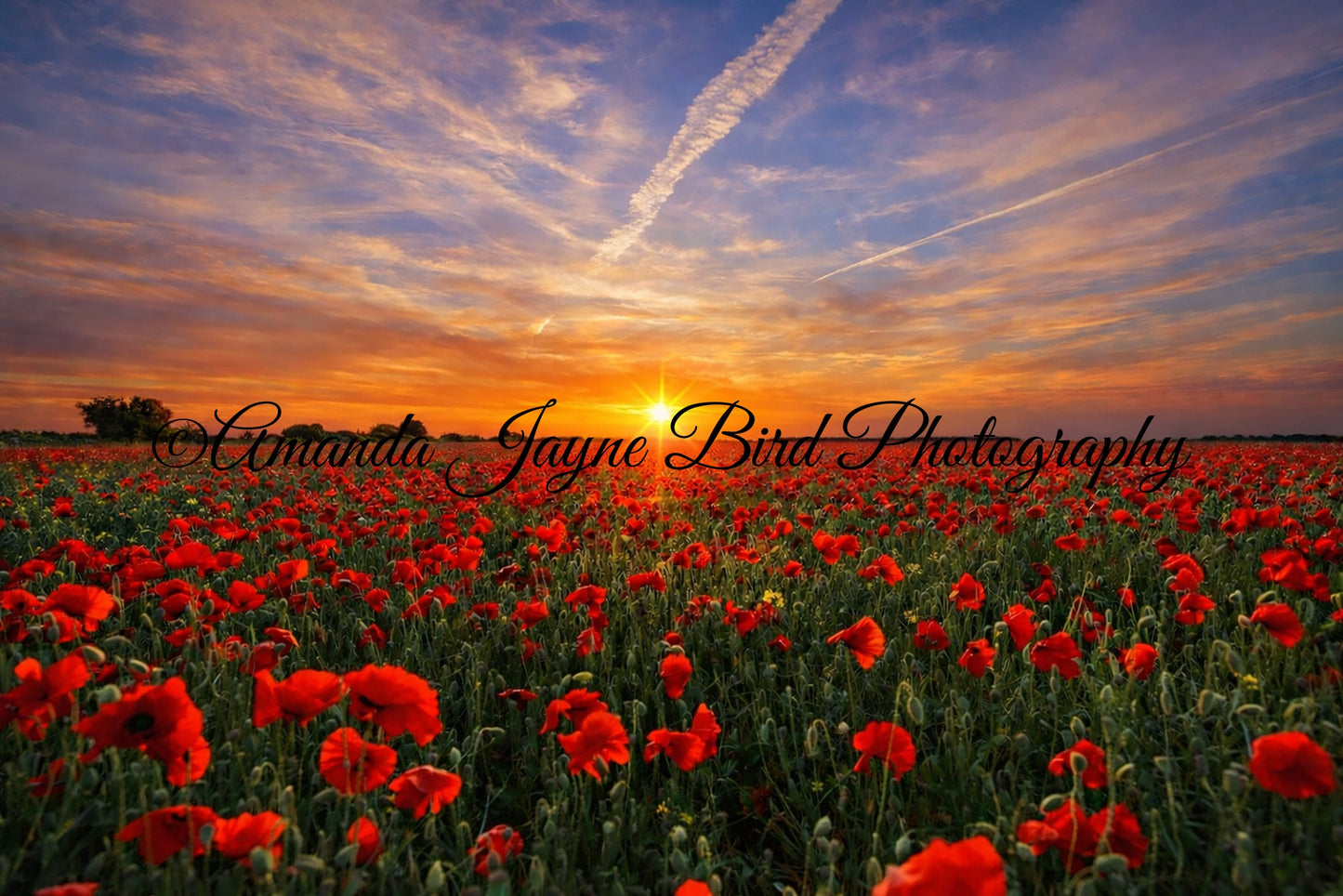 Poppy Field, Sunrise