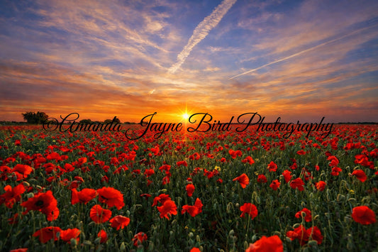 Poppy Field, Sunrise
