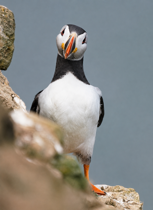 Puffins, Can I help you? Farne Islands