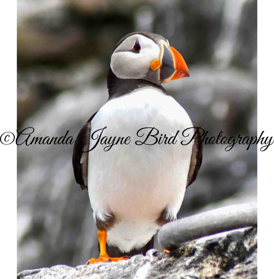 Mr Puffin, Farne Islands