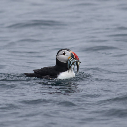 Puffin, Catch of the day!