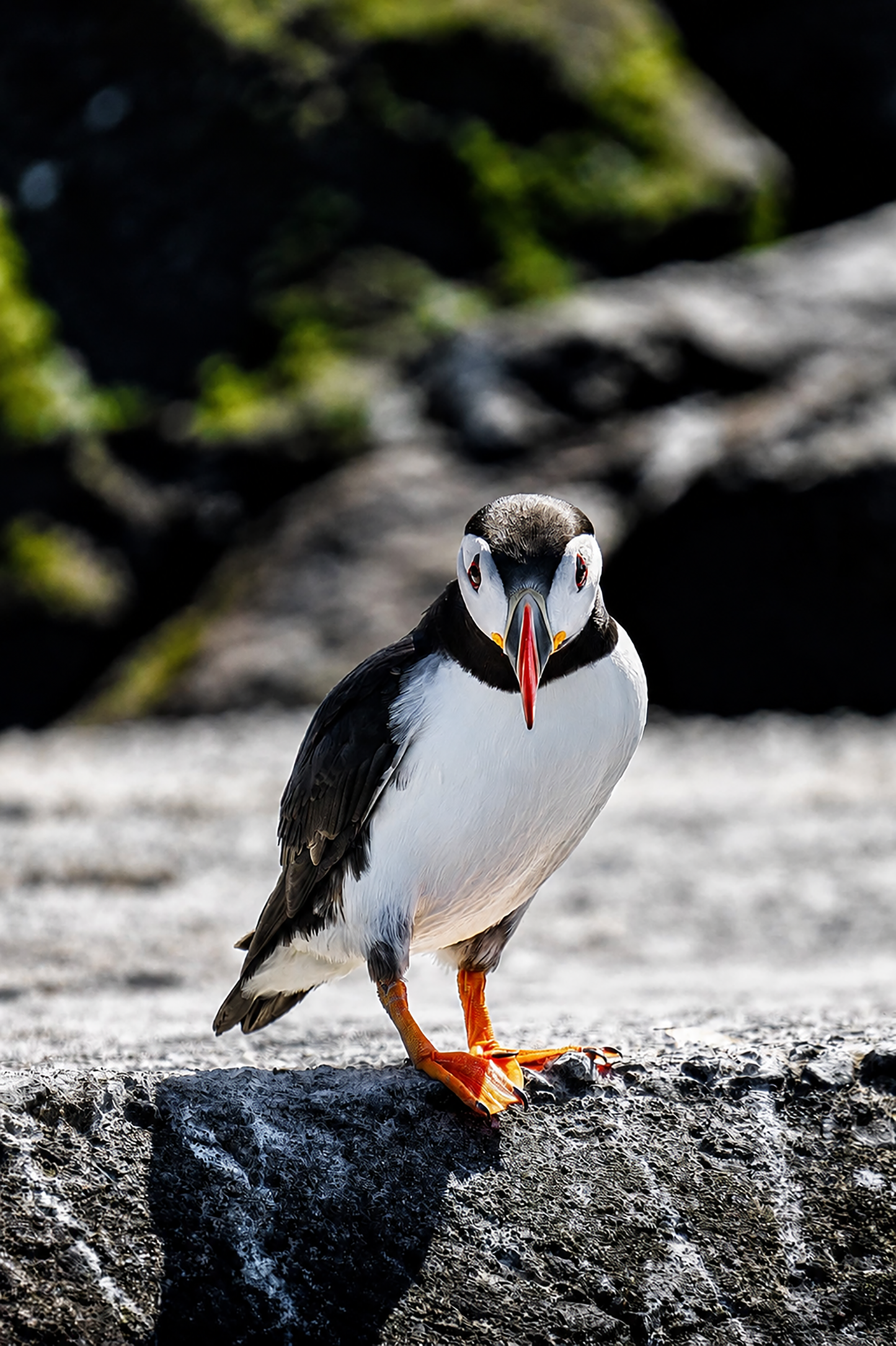 Can I help you?  - Puffin, Farne Islands