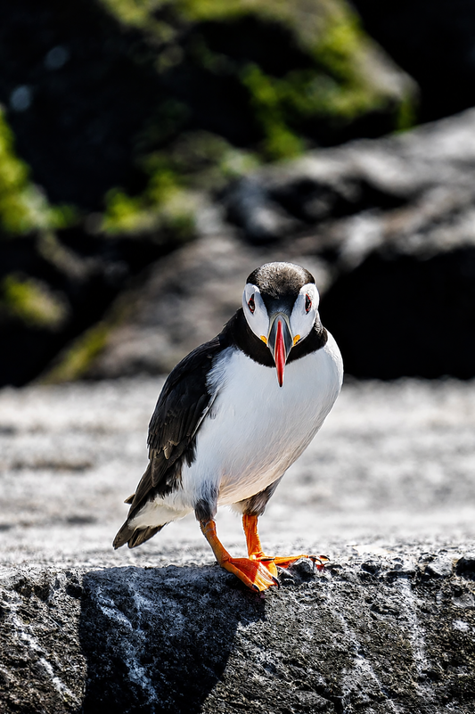 Can I help you?  - Puffin, Farne Islands