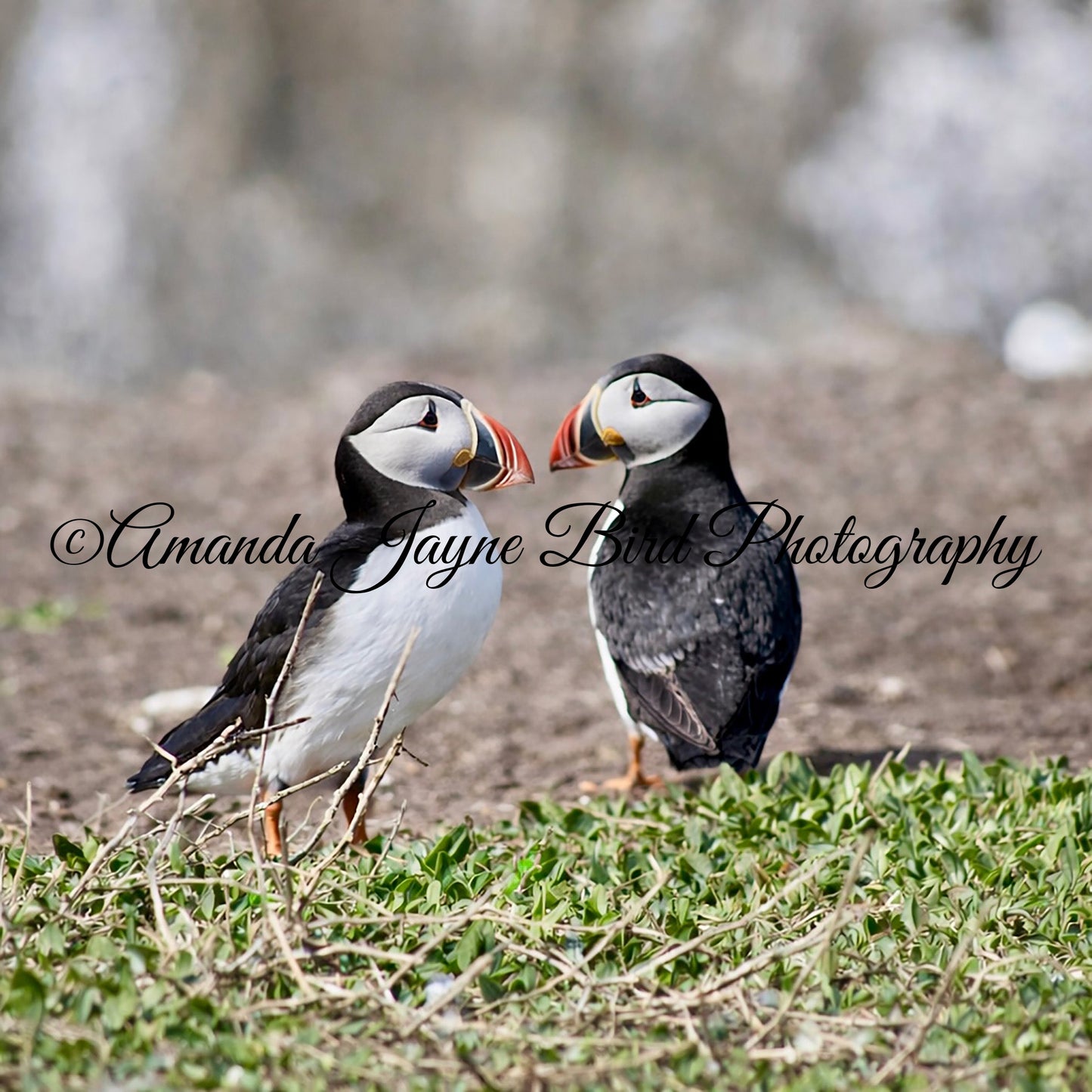 Puffins - "Love Birds” Farne Islands